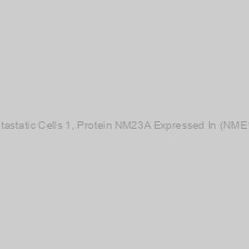 Image of Rat Non Metastatic Cells 1, Protein NM23A Expressed In (NME1) ELISA Kit